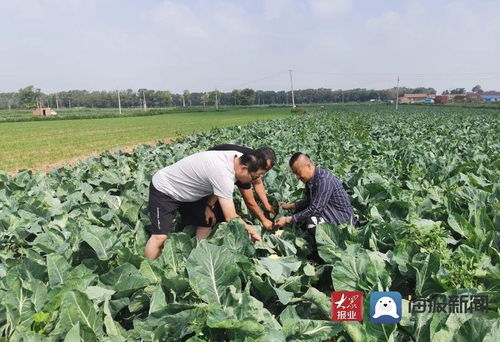 源頭把控鑄就品質(zhì)豐碑——山東強盛集團臨沂市場赴蔬菜基地考察調(diào)研紀實